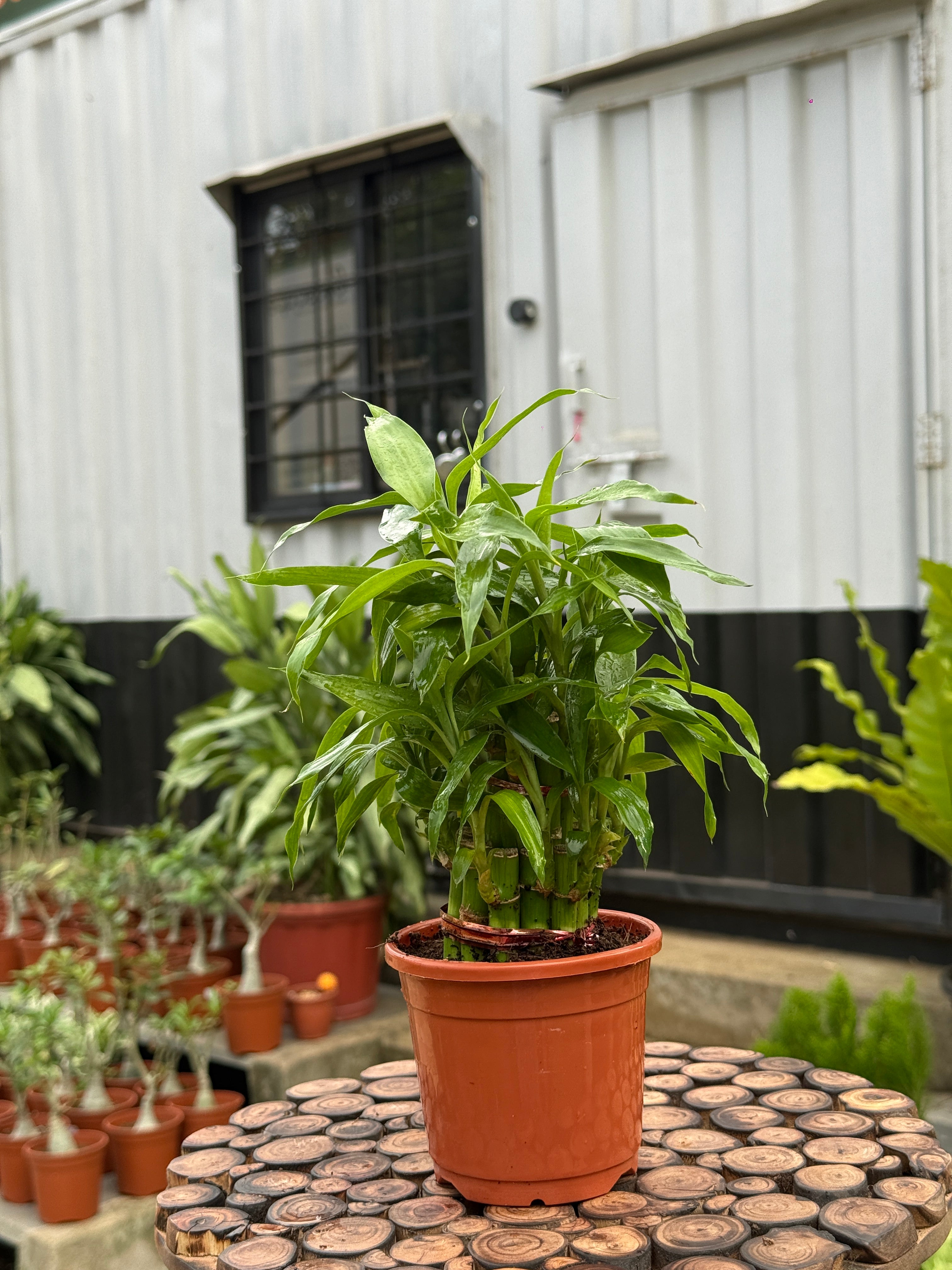 Lucky Bamboo